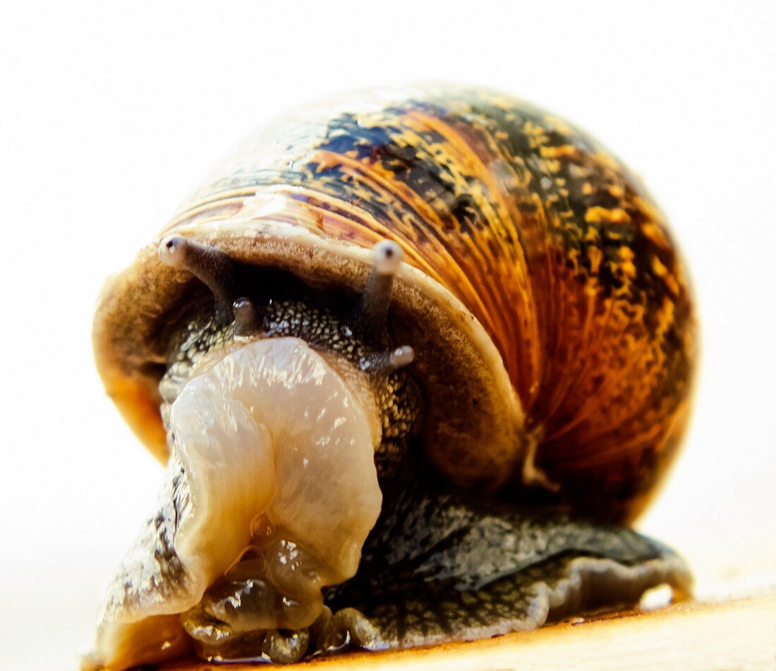 Garden snail after drinking beer