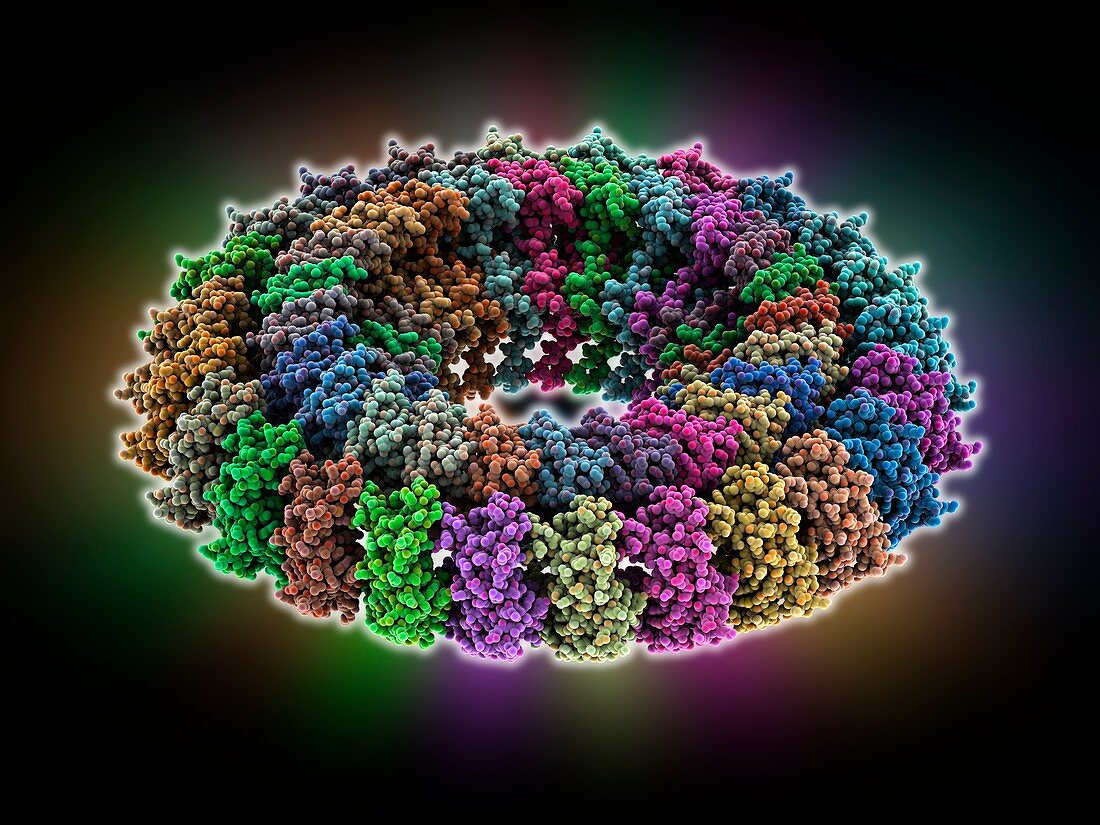 Bacterial needle complex protein rings