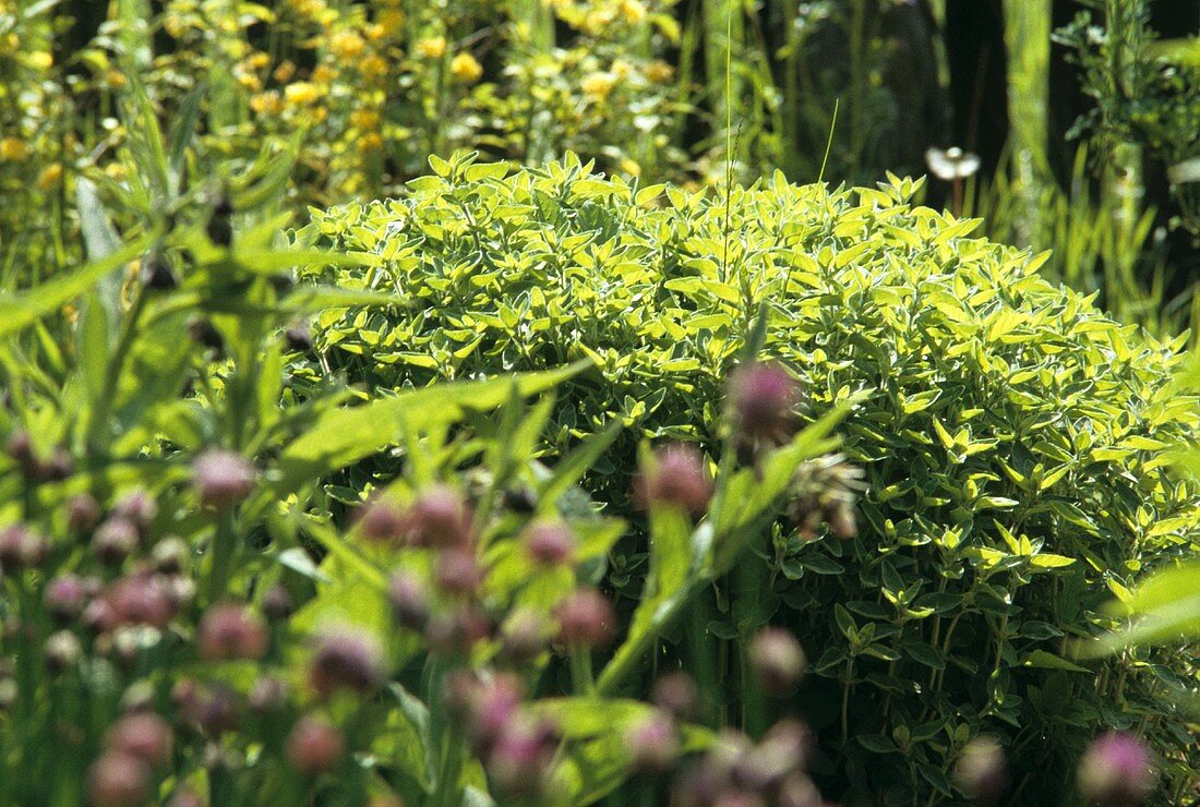 Assorted Herbs Growing in an Herb Garden