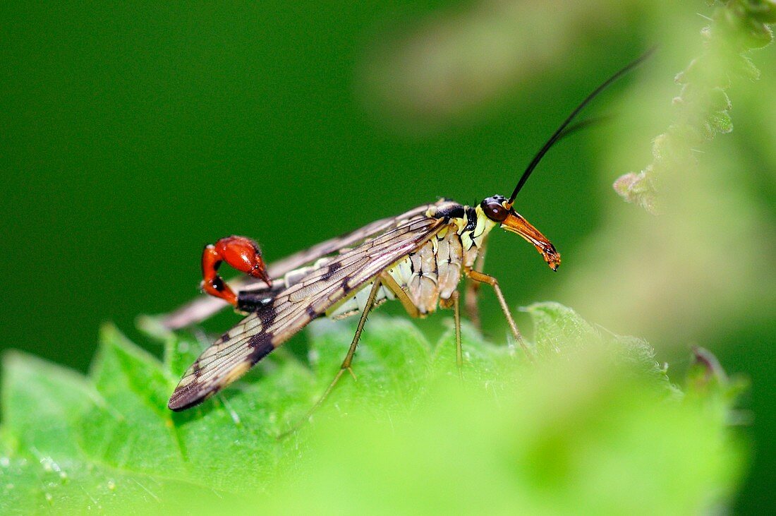 Scorpionfly on a nettle leaf