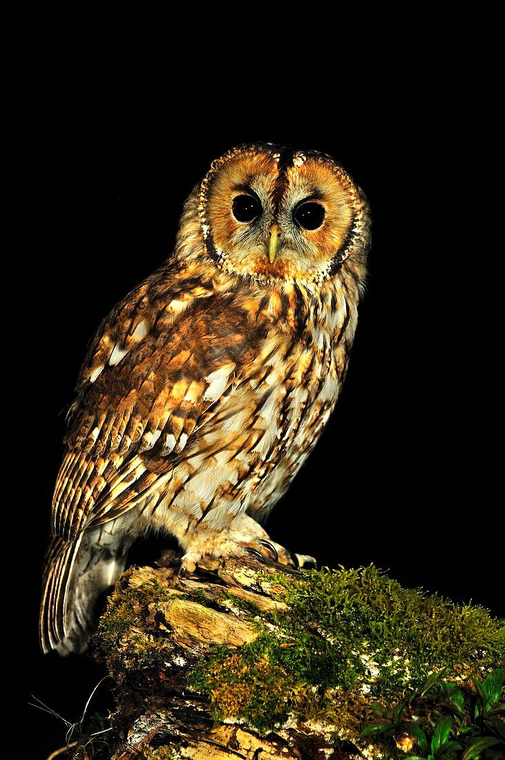 Tawny owl on a log at night