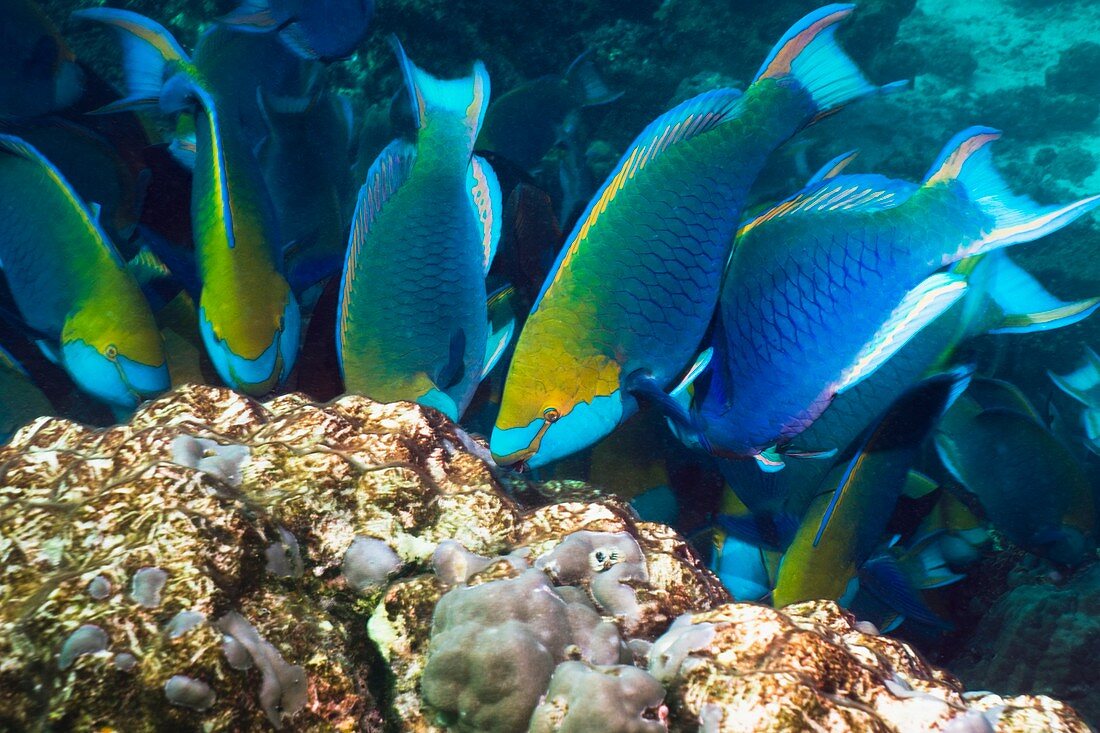 Parrotfish feeding on a reef
