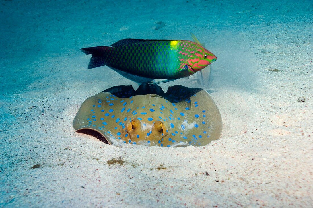 Wrasse and ray