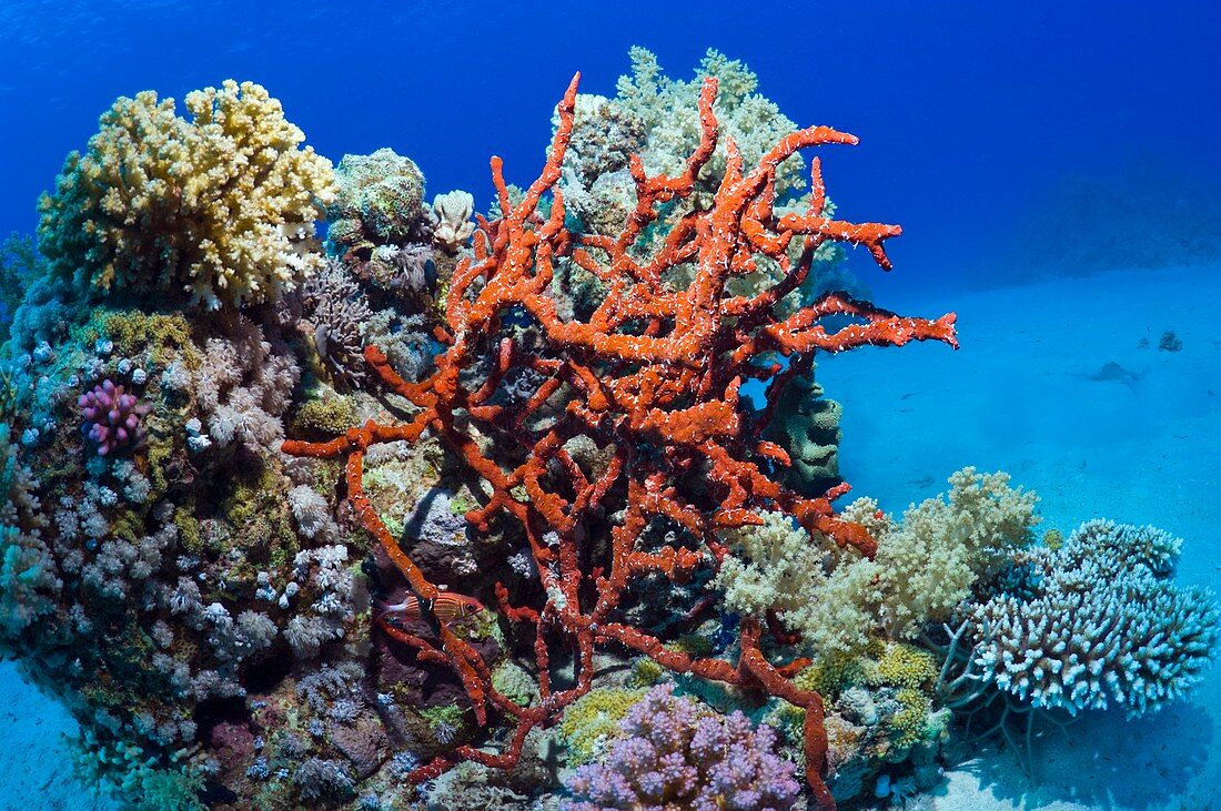 Sponge on a reef