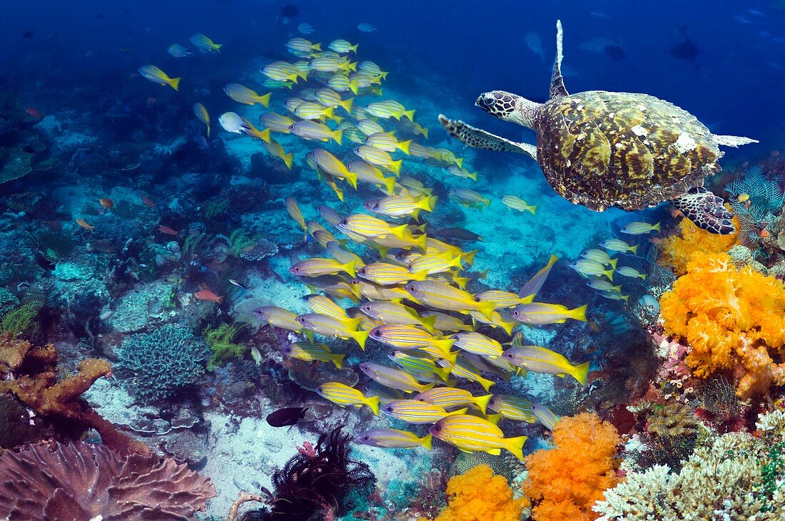 Turtle and fish on a reef