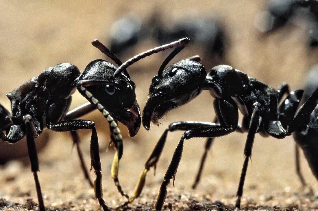 Queenless ants