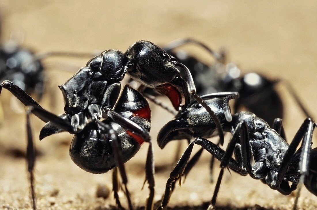 Queenless ants