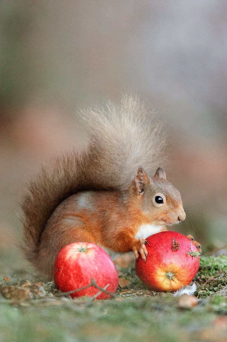 Red squirrel eating an apple