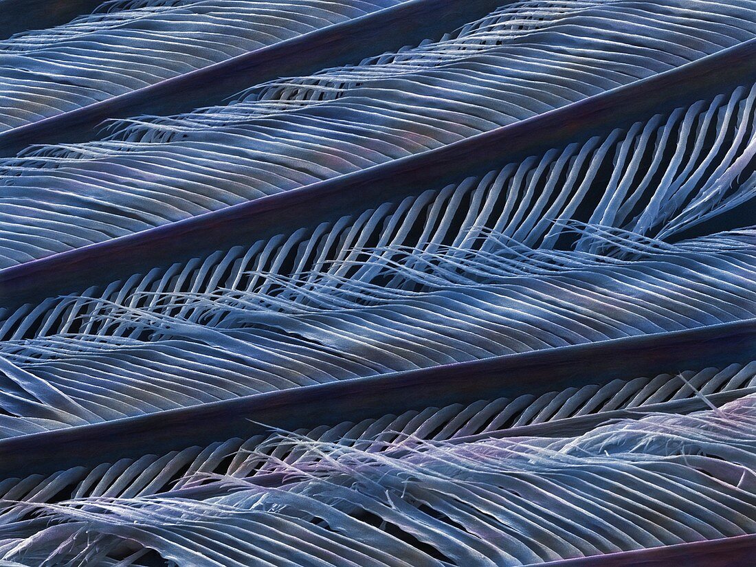 Wing Feather Detail of a Swallow (SEM)