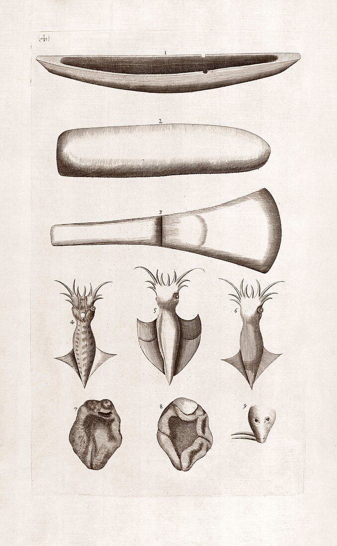 Natural history specimens,18th century