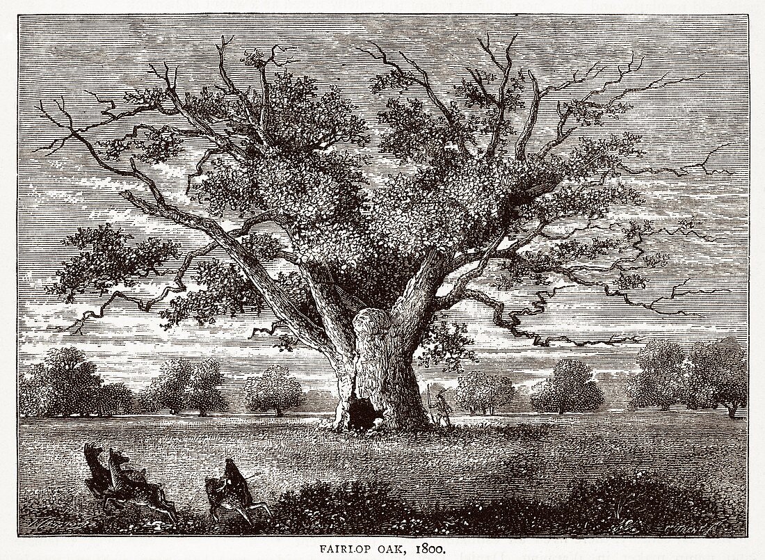 The Fairlop Oak,Hainault Forest,1800