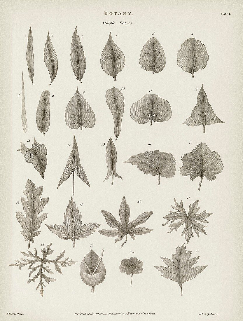 Simple leaves,19th century