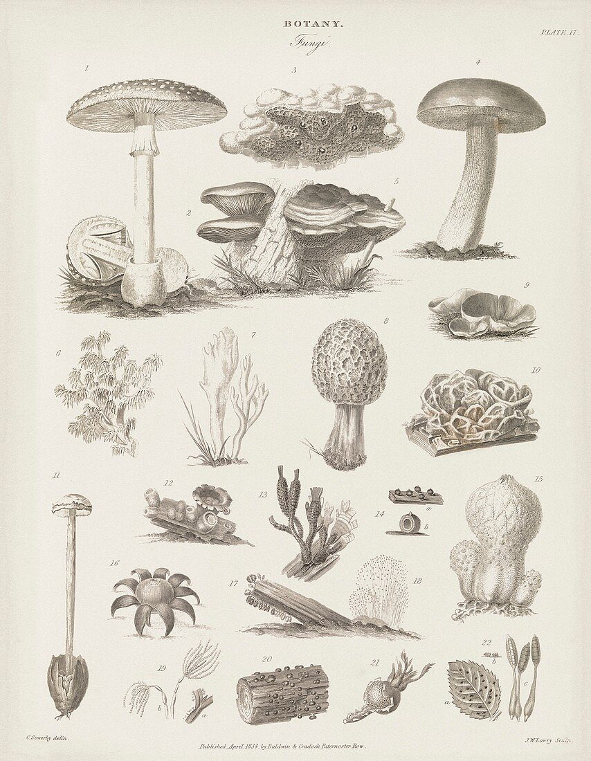 Fungal fruiting bodies,19th century