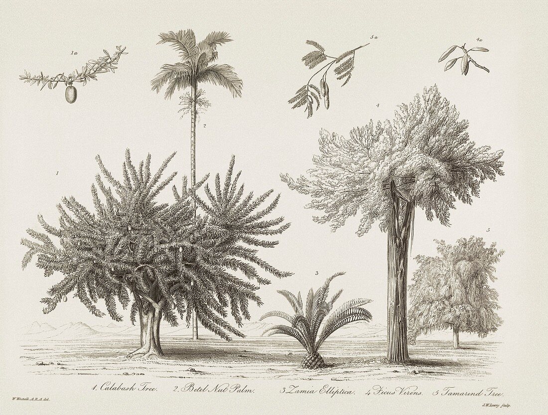 Tropical plants,19th century