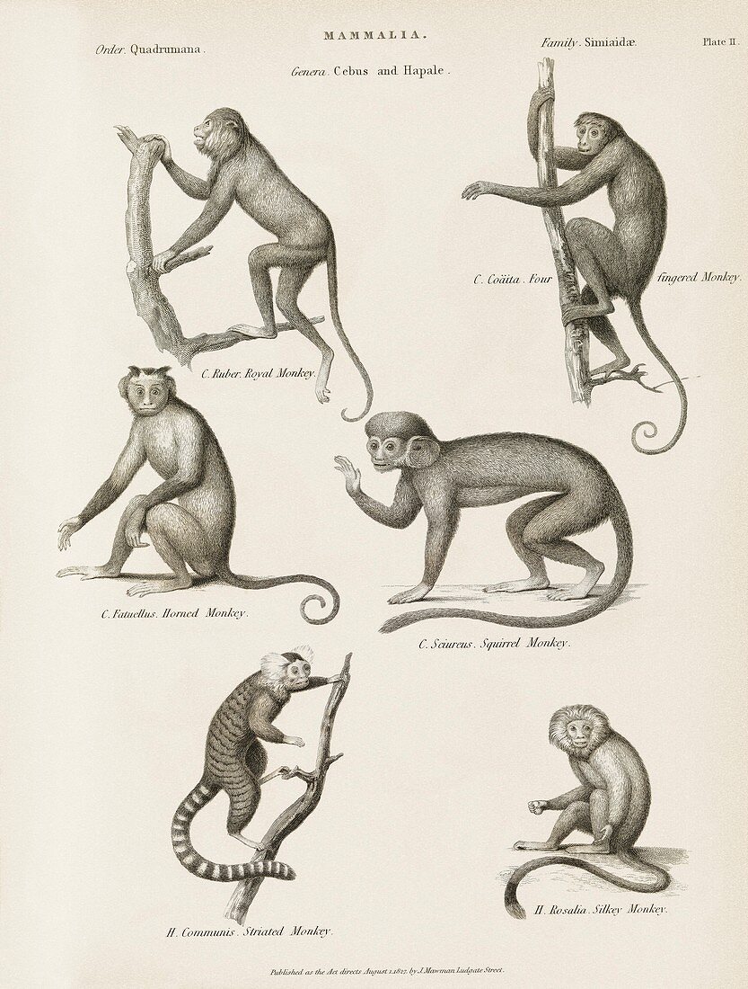 New World monkeys,19th century