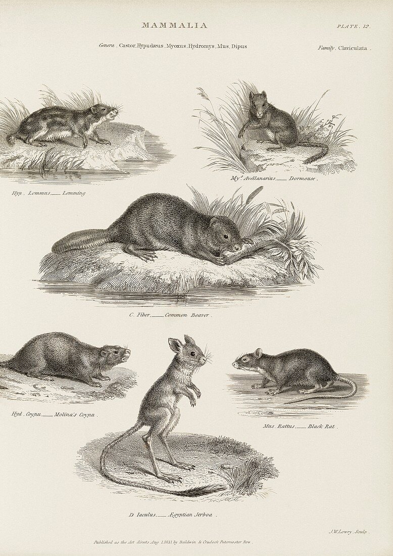 Rodents,19th century