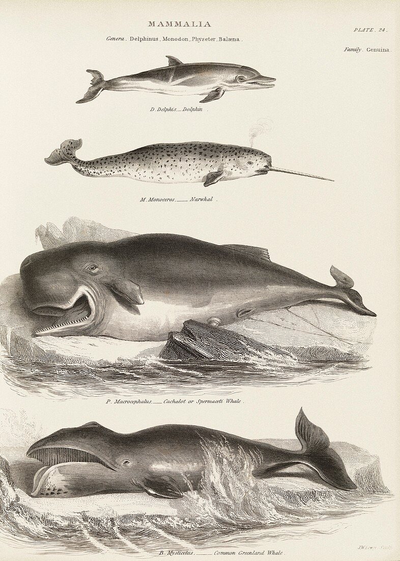 Cetaceans,19th century