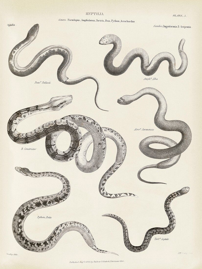 Snakes and lizards,19th century
