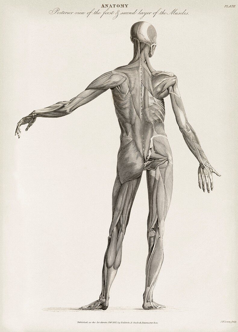 Human muscle anatomy,19th century