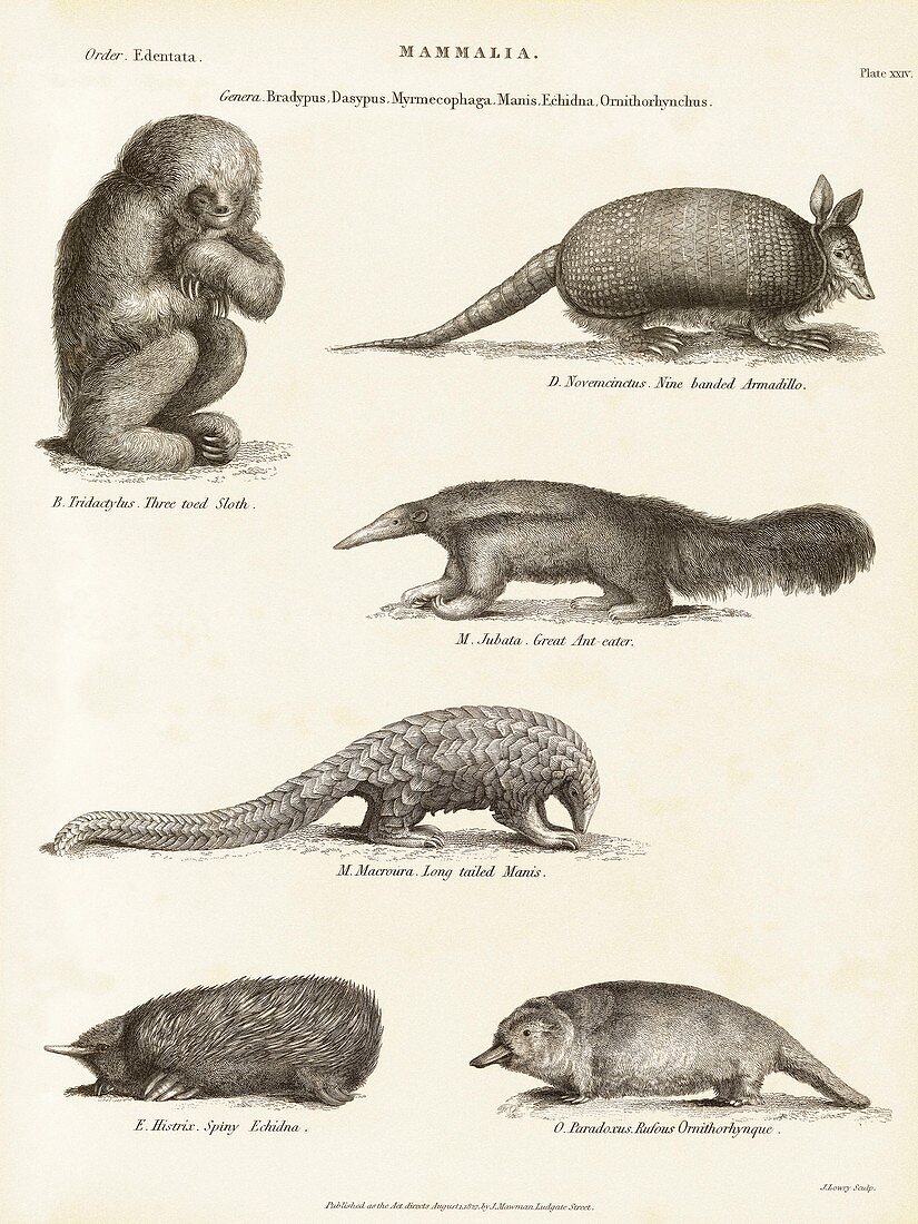 Exotic mammals,19th century