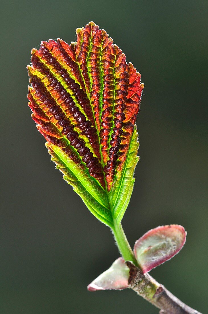 Common alder (Alnus glutinosa) leaf