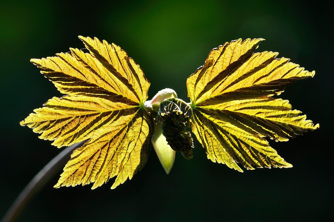 Sycamore (Alnus glutinosa) leaves