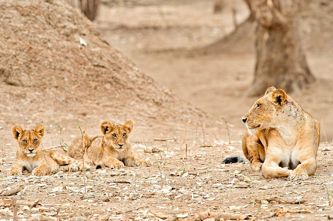 African lions