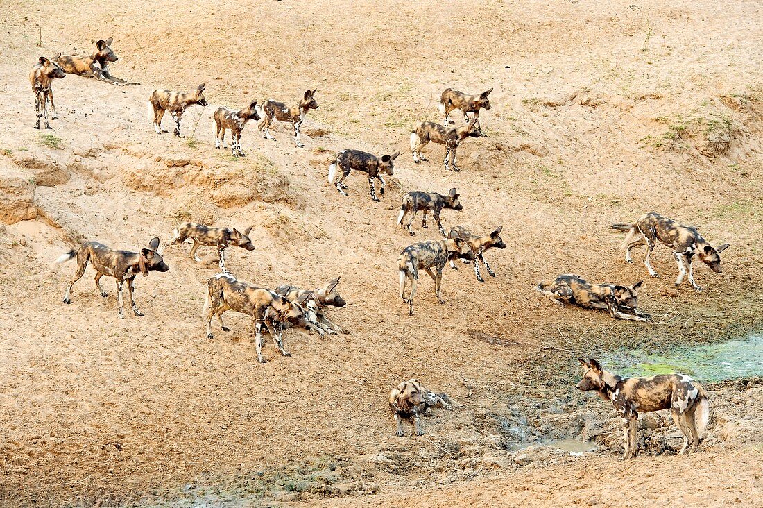 African wild dogs