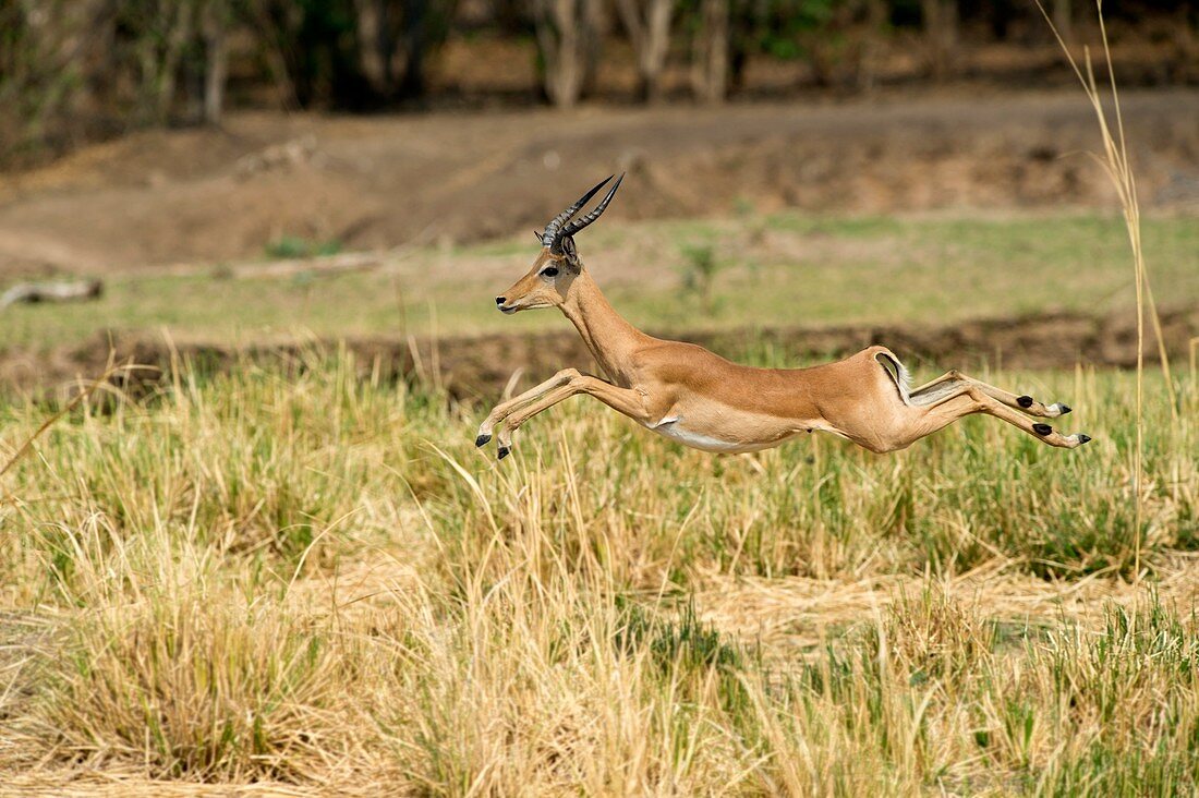 Impala running