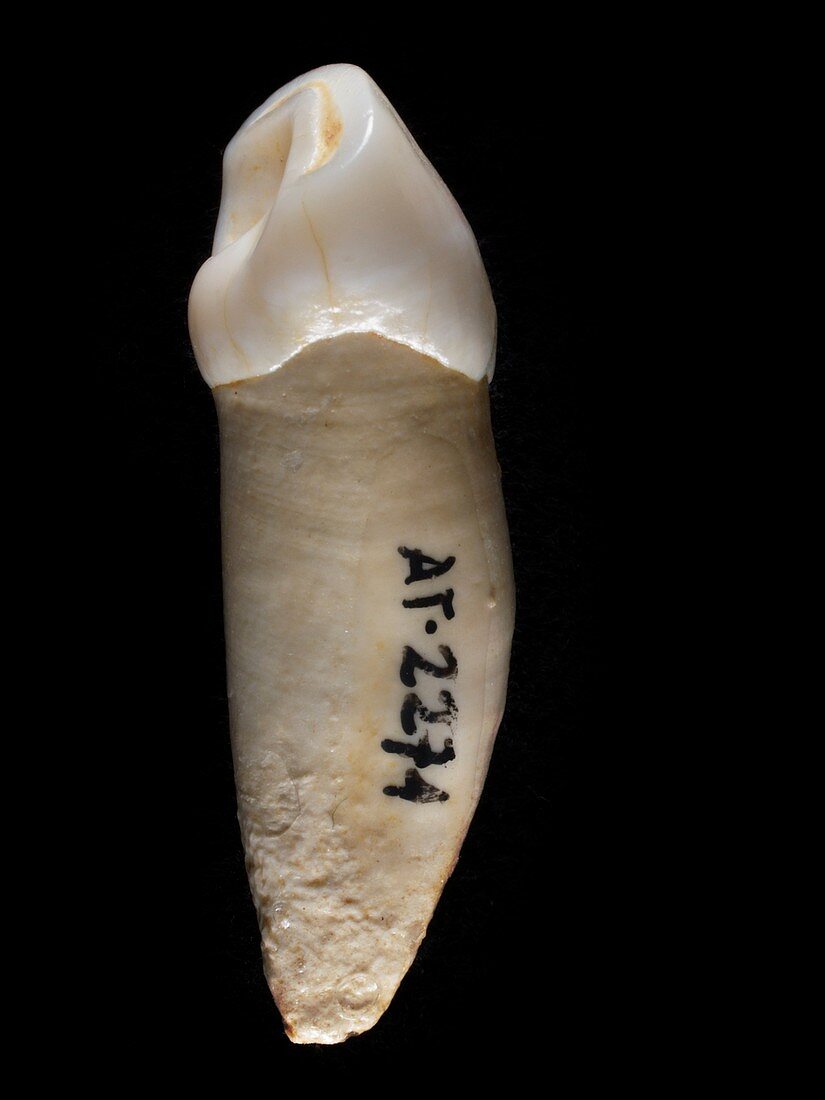 Homo heidelbergensis tooth