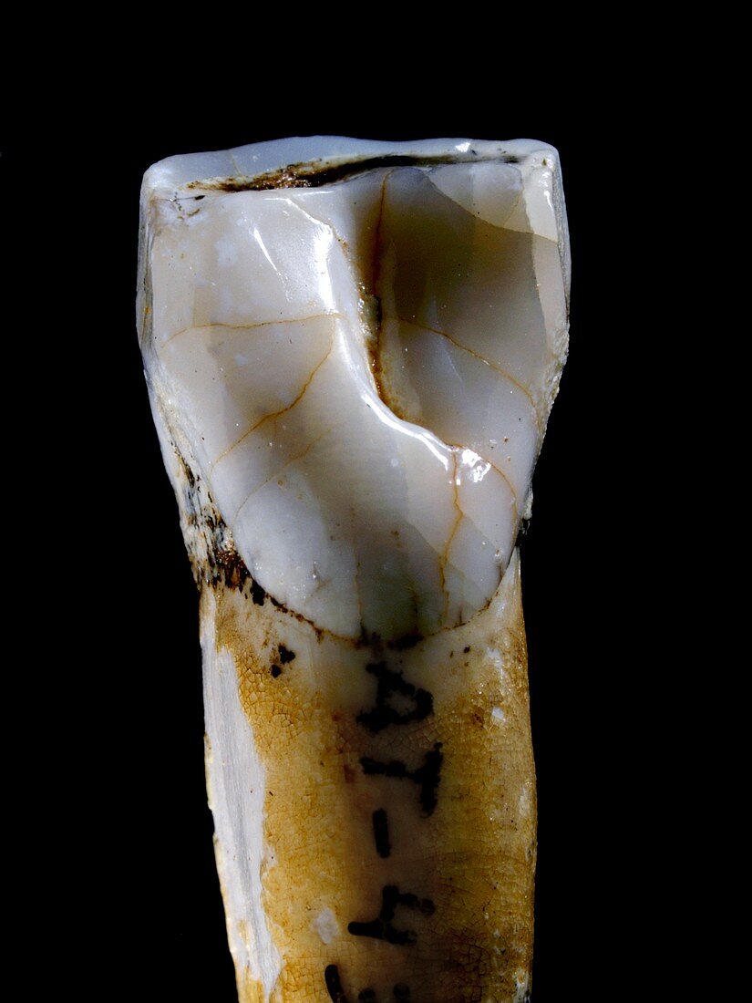 Homo heidelbergensis tooth