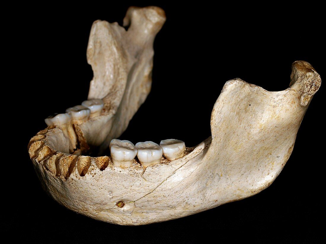 Homo heidelbergensis lower jaw