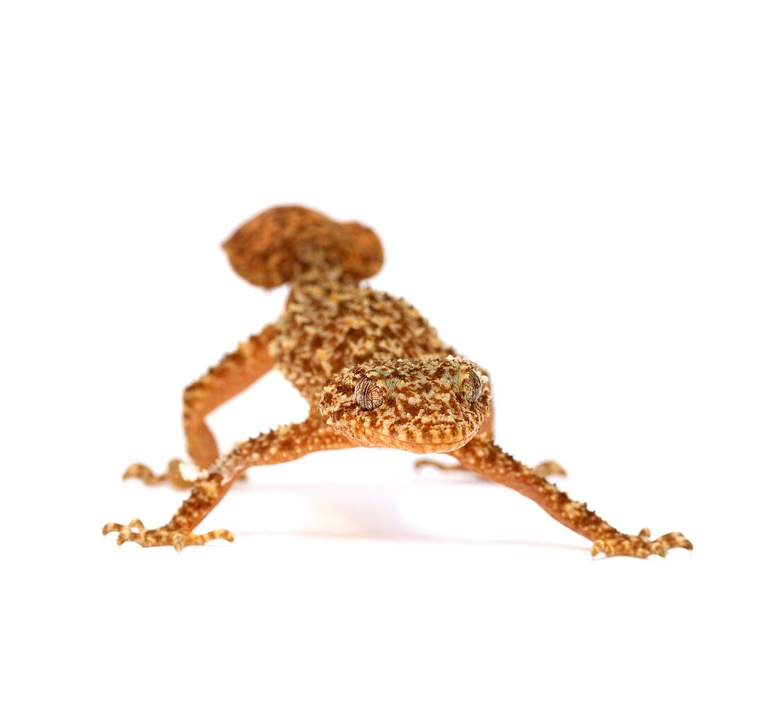 Broad-tailed gecko