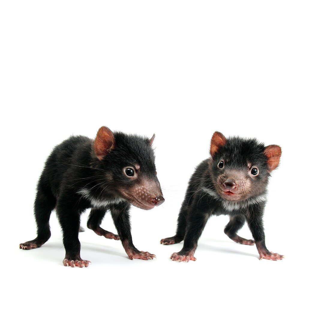 Baby Tasmanian devils