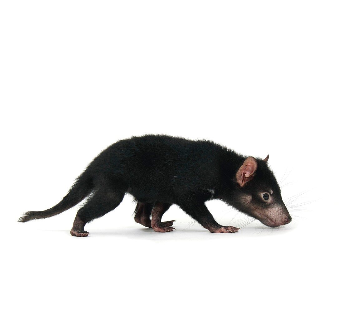 Baby Tasmanian devil