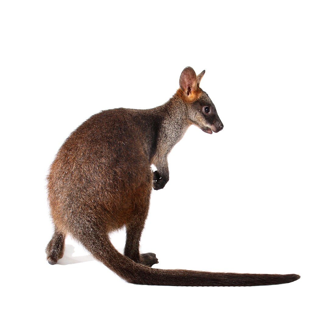 Swamp wallaby joey