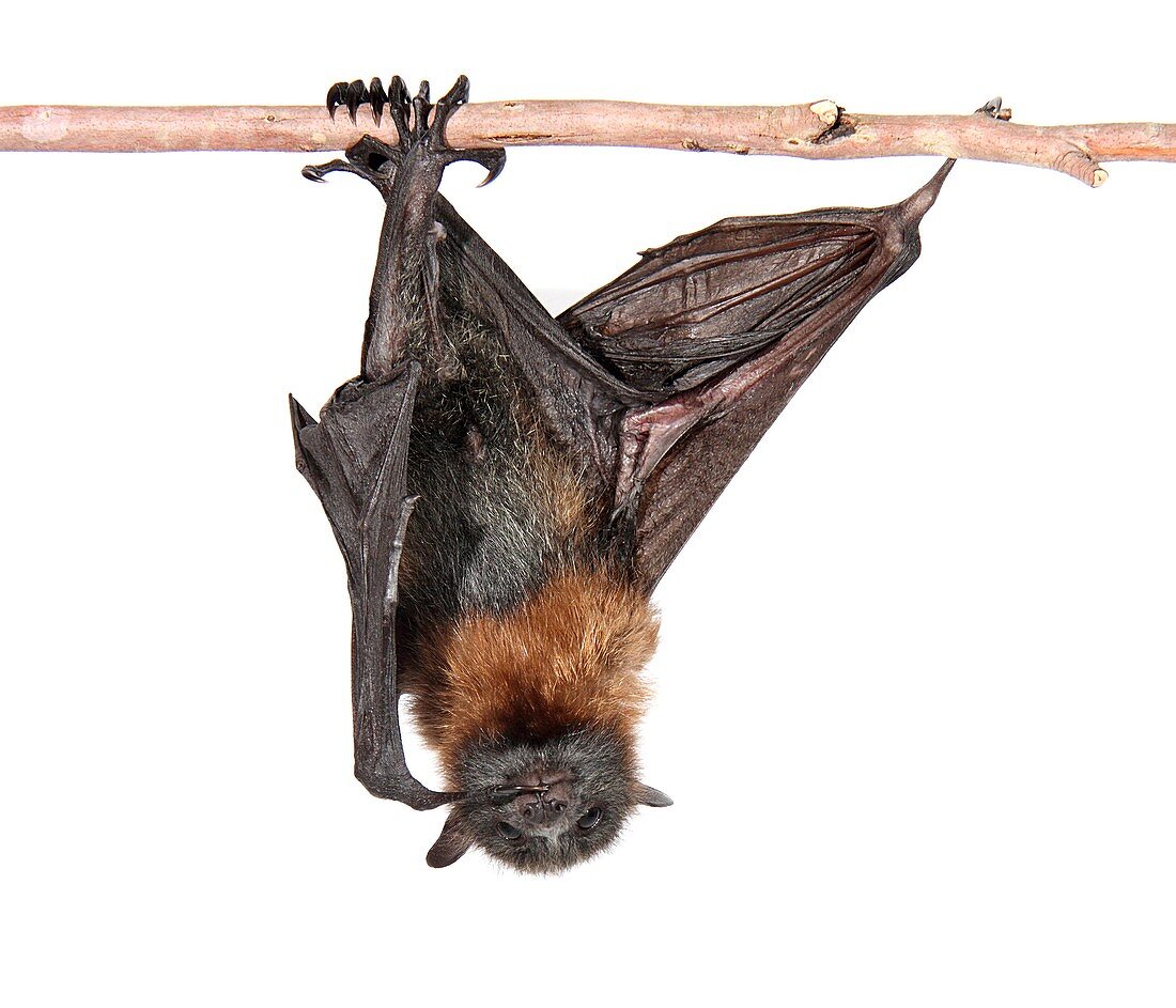 Young grey-headed flying fox