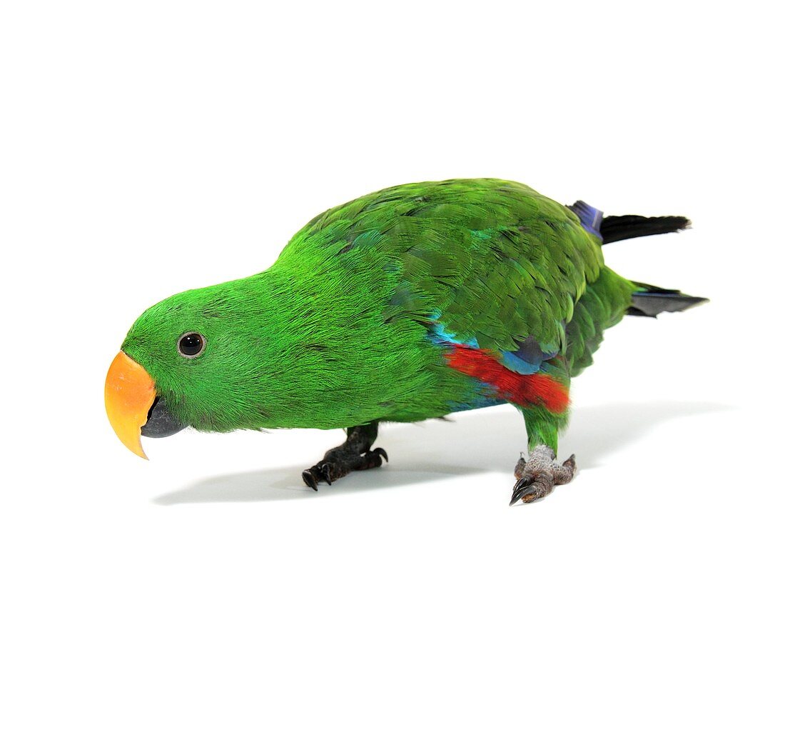 Male eclectus parrot