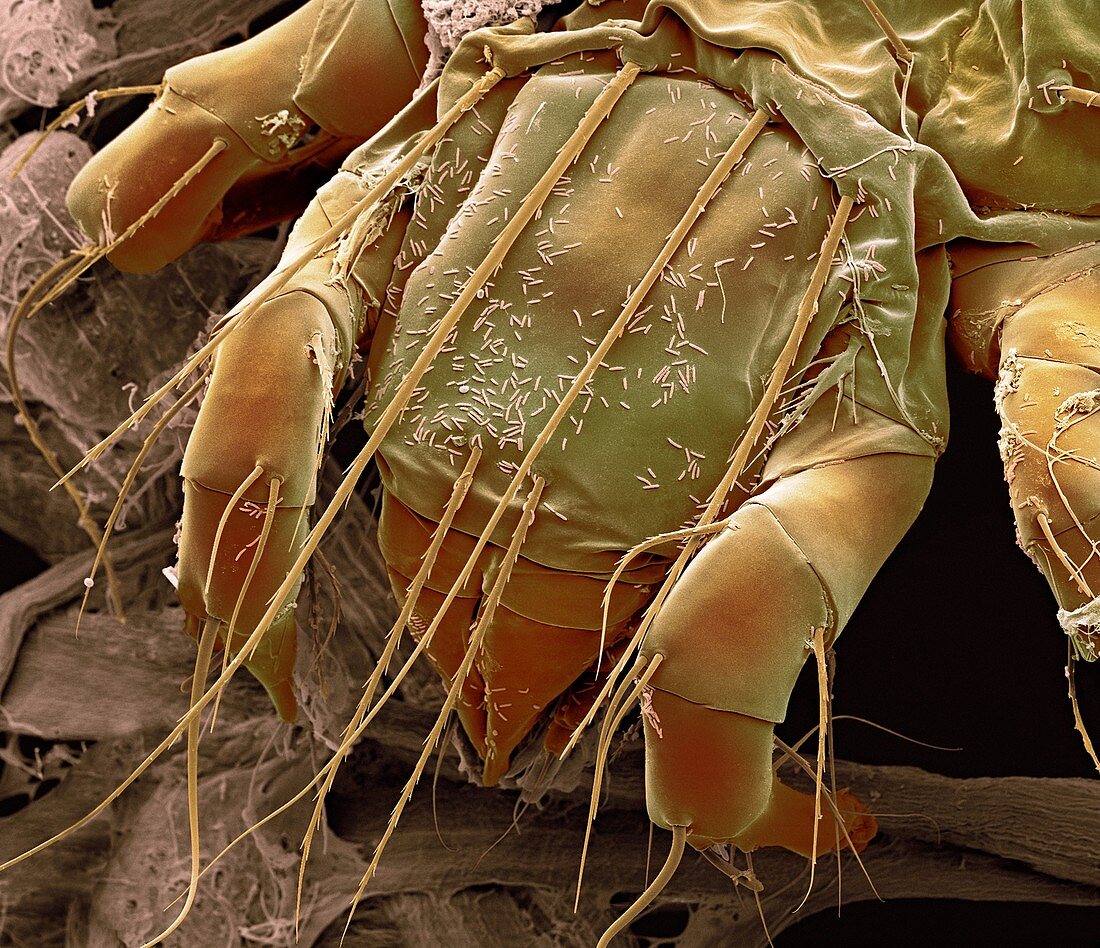 Water mite,SEM