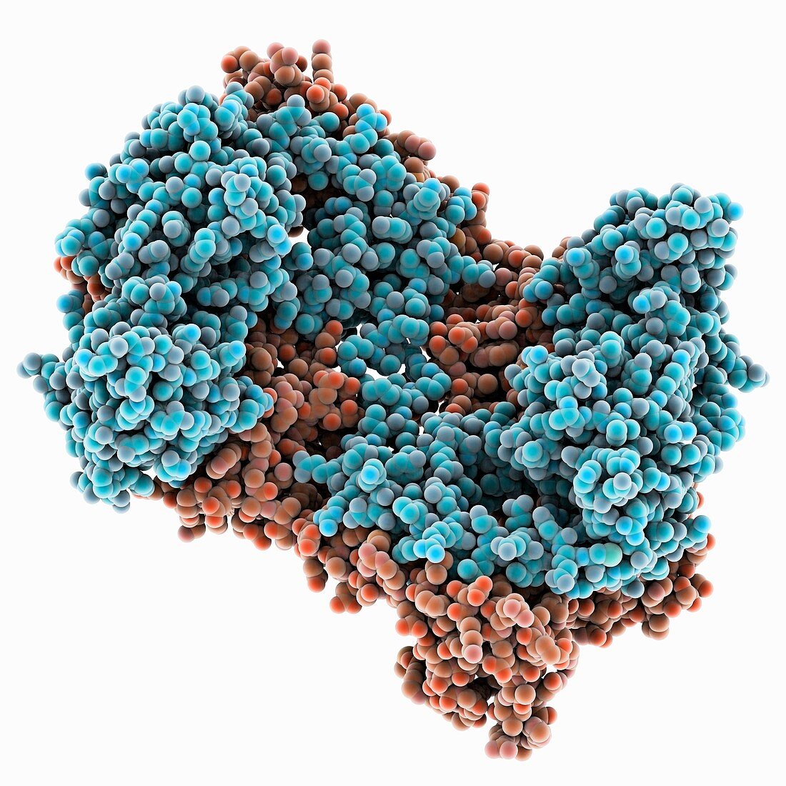 Cholera virulence regulator protein