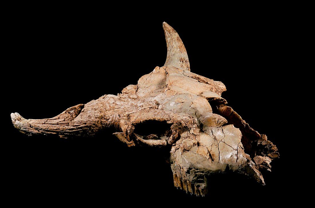 Prehistoric bison skull