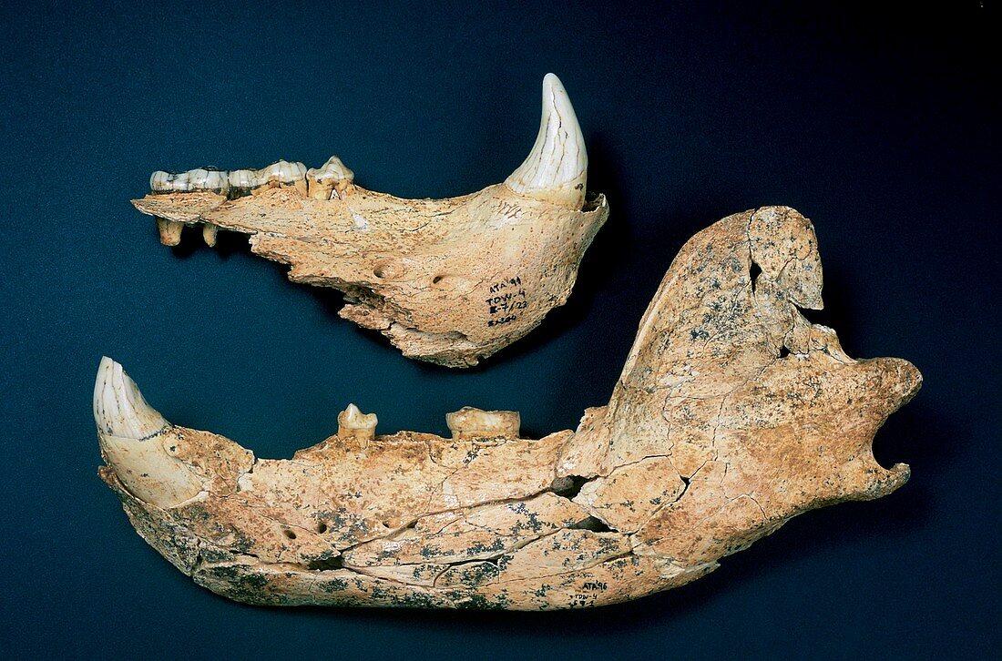 Prehistoric bear jaws