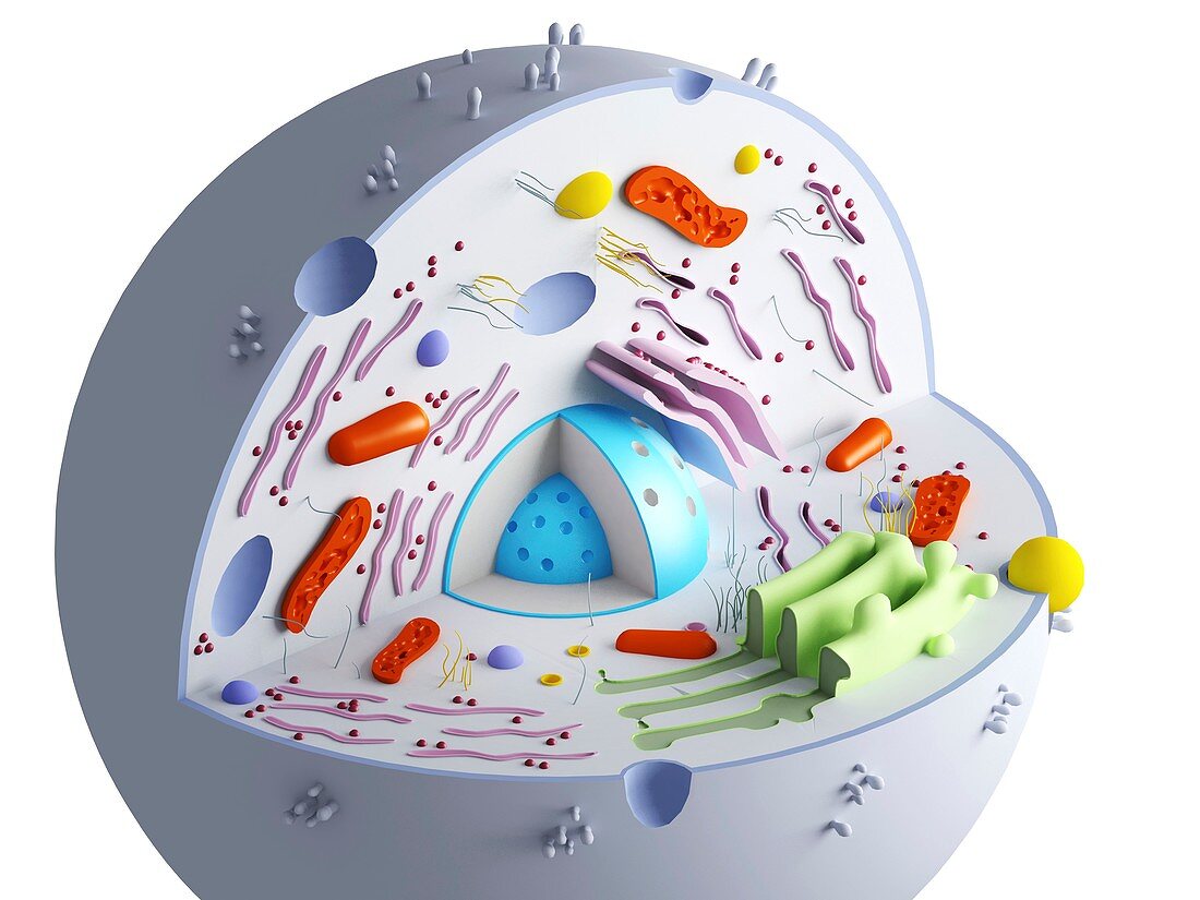 Animal cell organelles,artwork