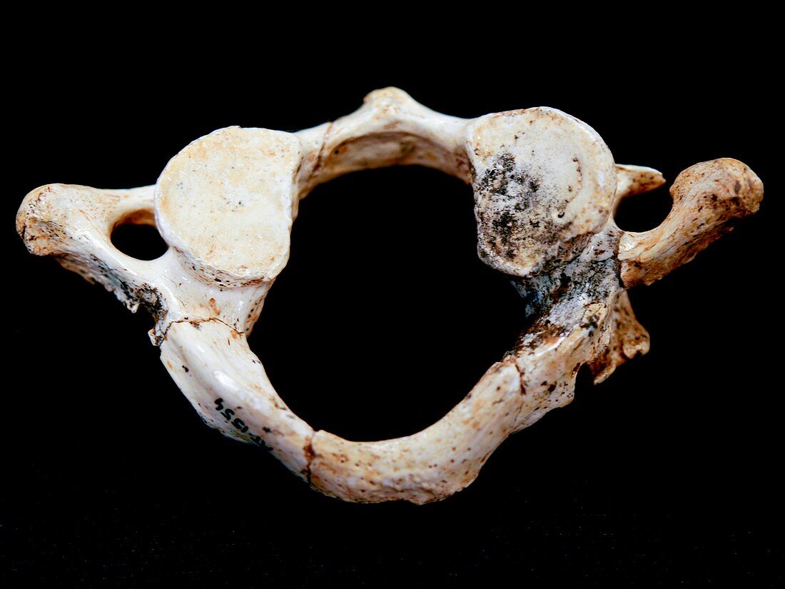 Homo heidelbergensis vertebra