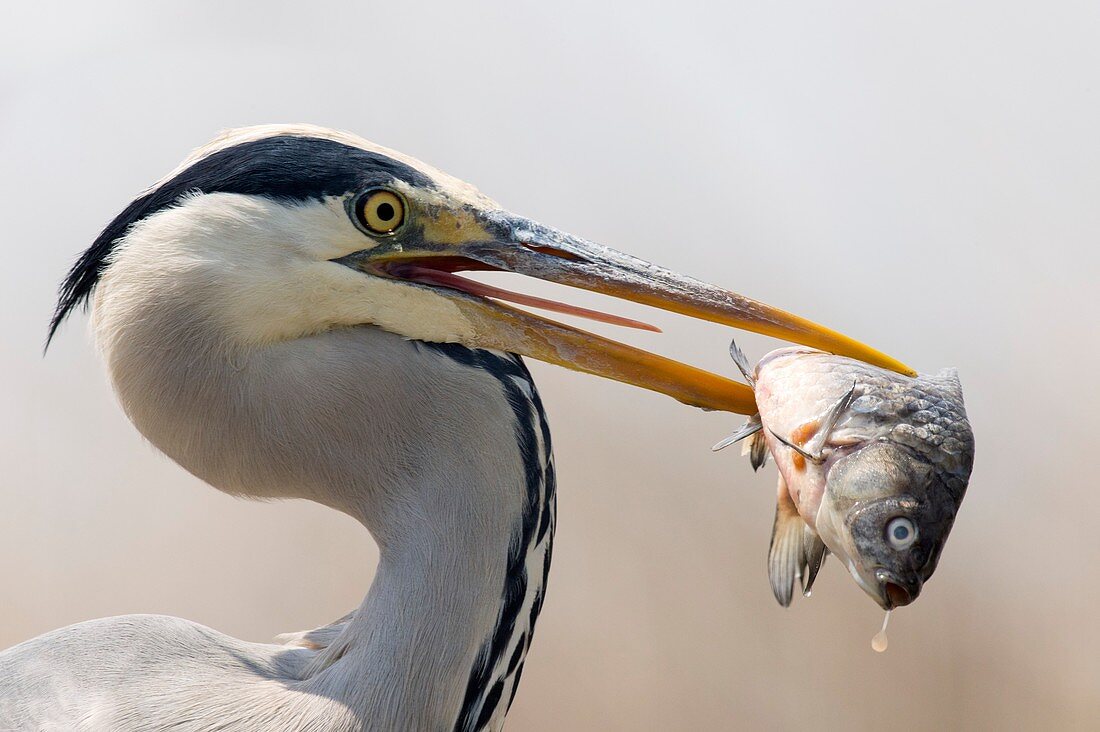 Grey heron with a fish