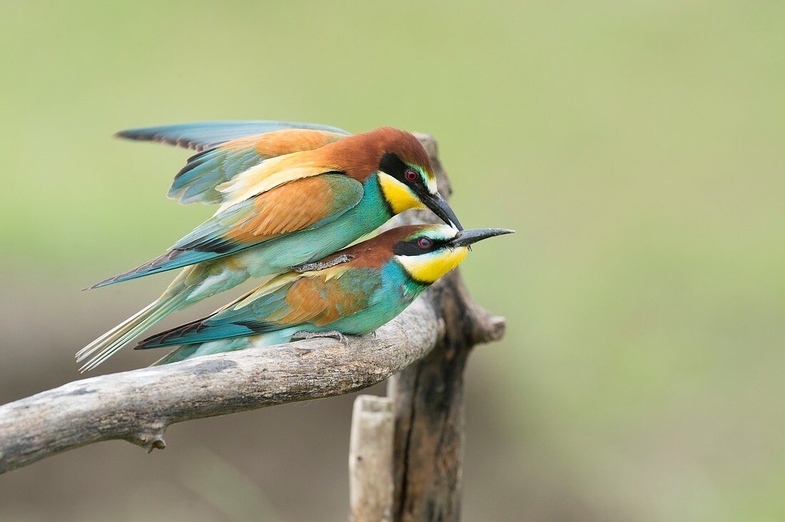 European bee-eaters mating