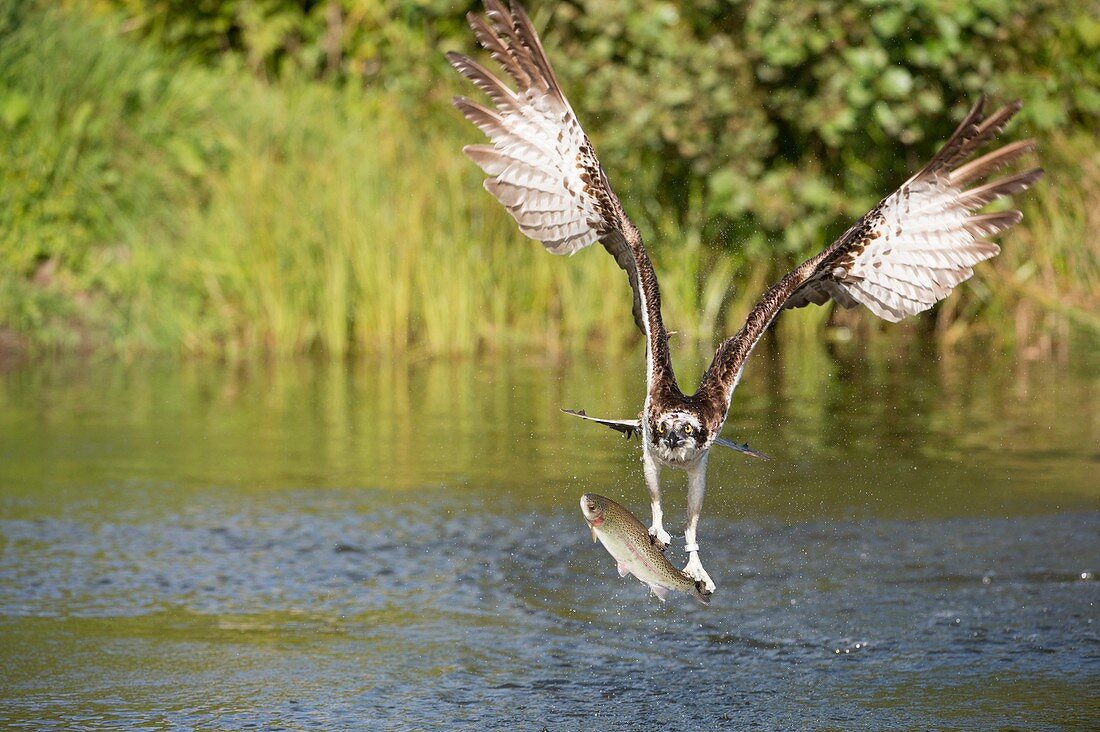 Osprey catching a fish