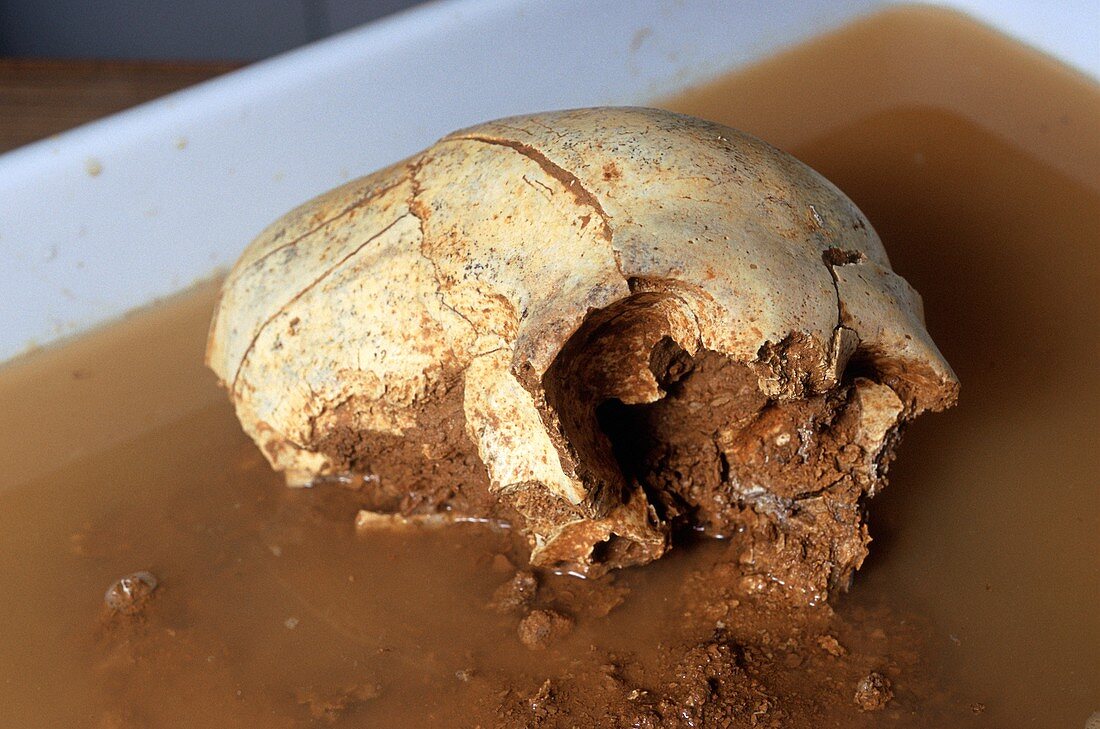 Homo heidelbergensis skull (Cranium 12)