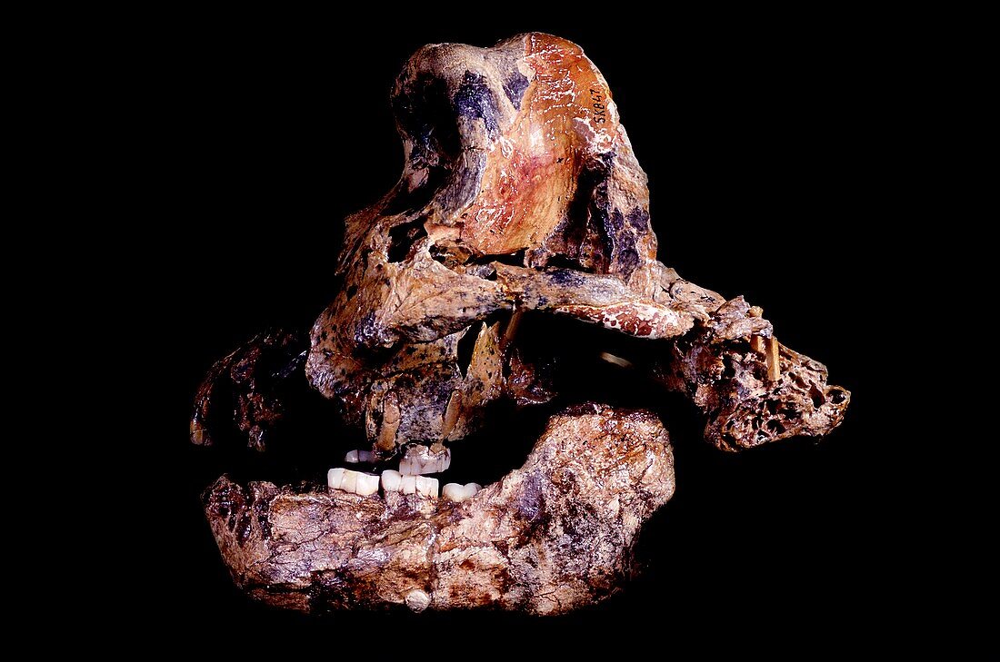 Homo ergaster skull (SK-847 and SK-15)