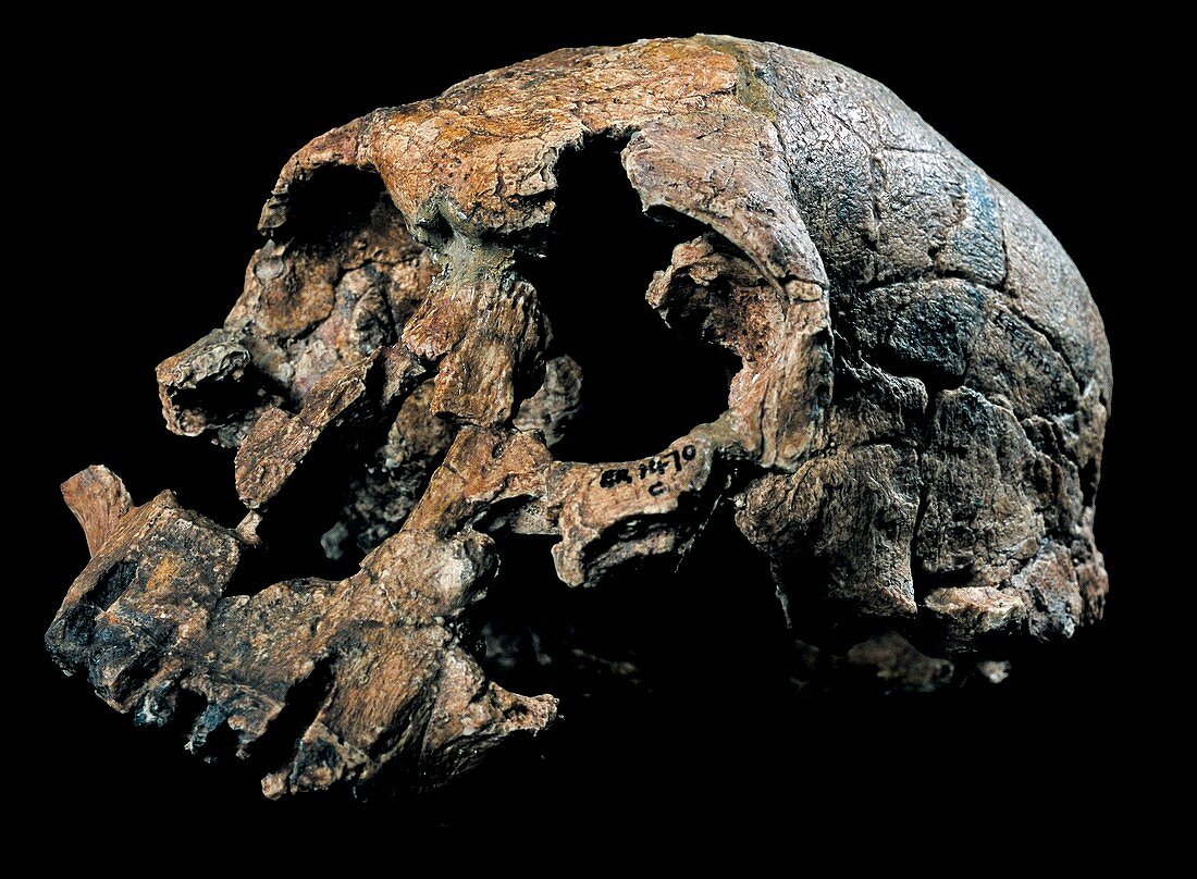 Homo rudolfensis skull (KNM-ER 1470)